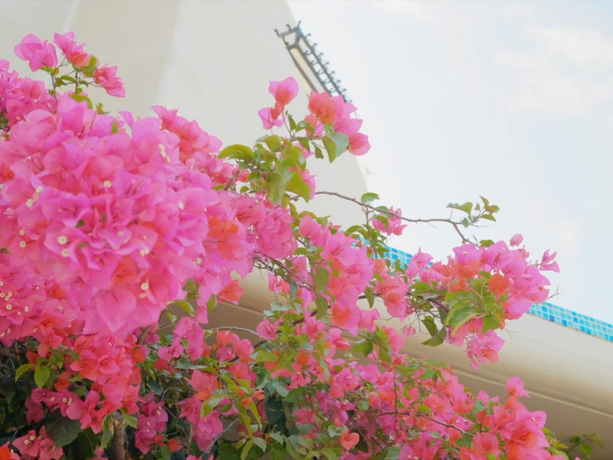 Yuki Suite Kourijima Nakijin Exterior photo
